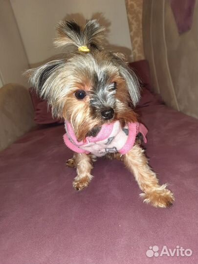 Йоркширский терьер щенки девочки