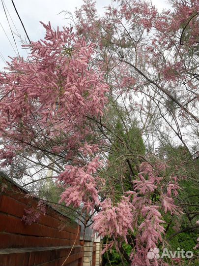 Райский уголок в центре города Саратов