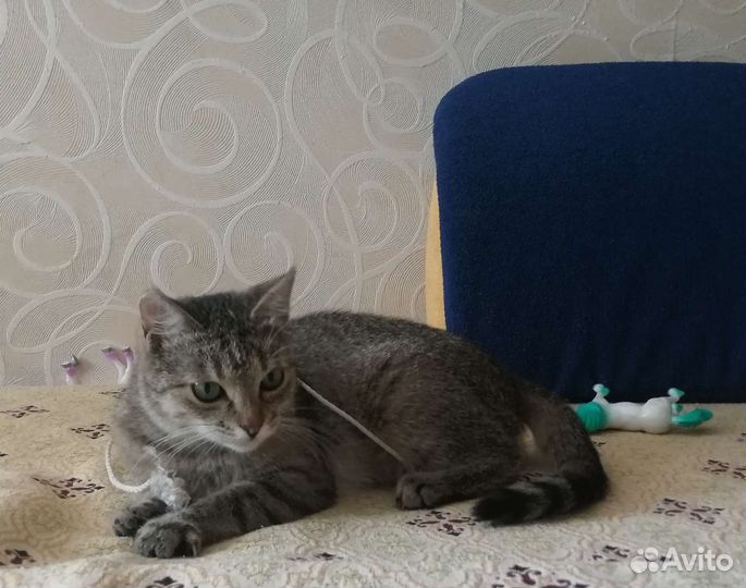 Сонечка ласкуша, стерилизована