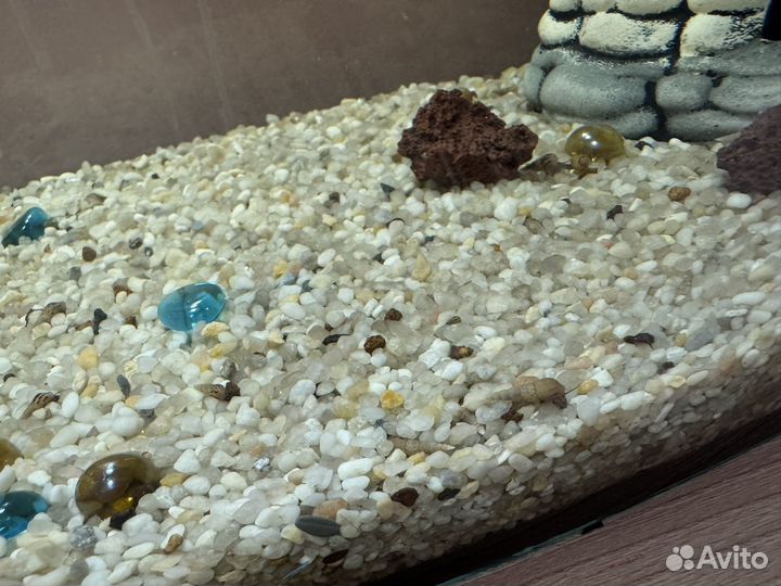 Аквариумные улитки мелания