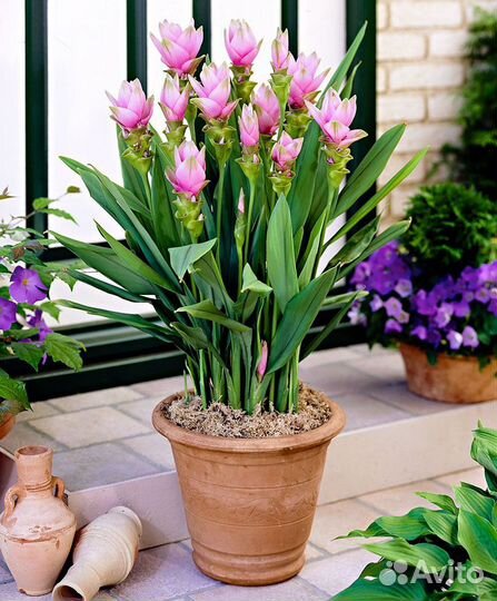 Куркума Новинка Экзот -лучше орхидеи