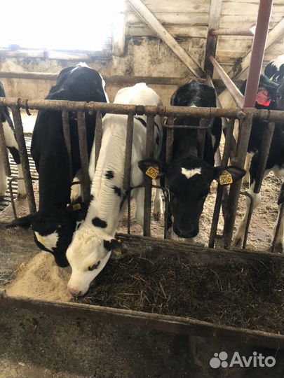 Телята до 4 месяцев