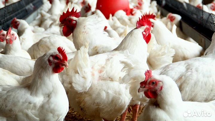 Куры молодки несушки