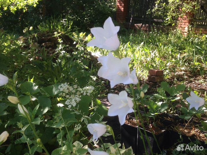 Многолетние цветы в сад