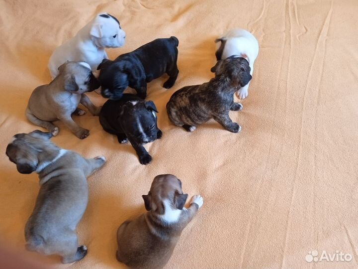 Французы щенки