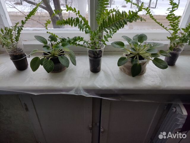 Папоротник, фиалка, сансеверия