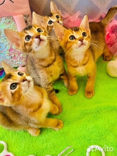 Котенок мальчик