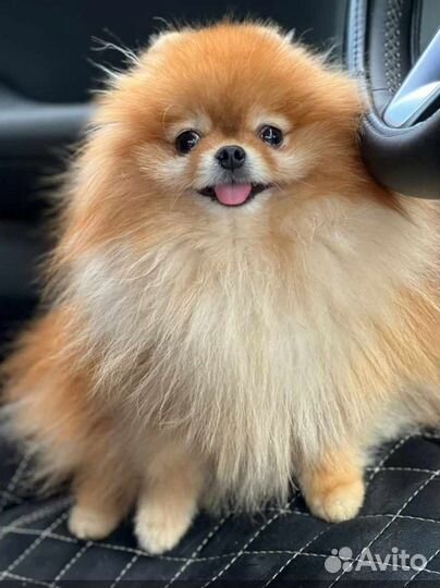 Мульти-шпиц