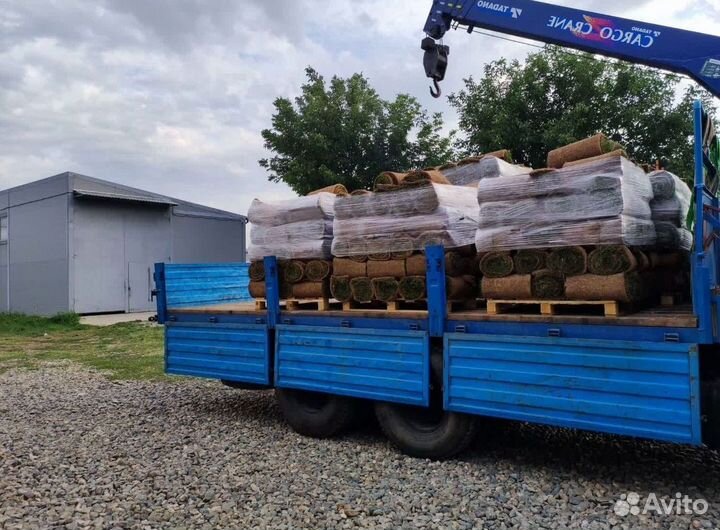 Рулонный газон для дачи и сада