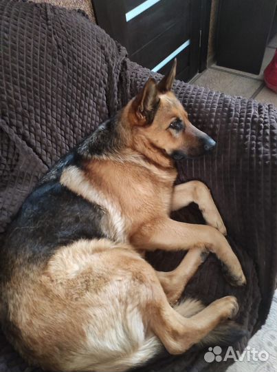 Щенки метисы в добрые руки