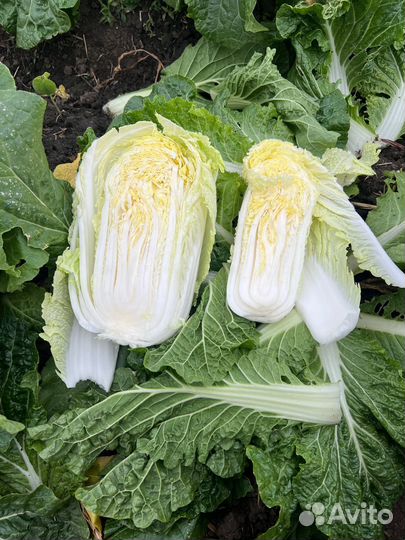 Пекинская капуста