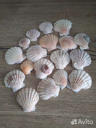 Морские раковины моллюсков