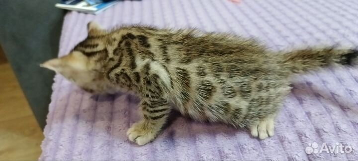 Бенгальские котята