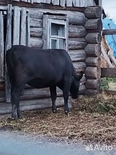 Телки стельные