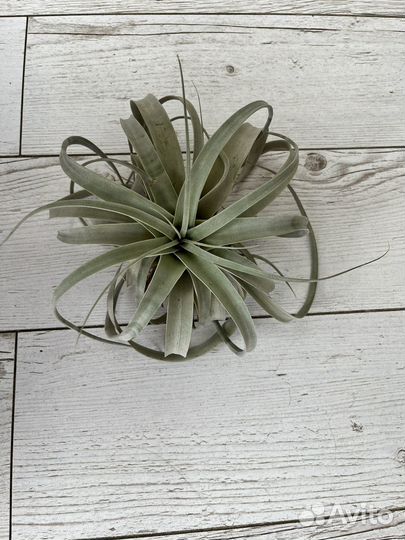 Тилландсия ксерографика