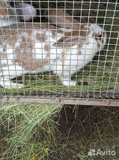 Кролики мясных пород