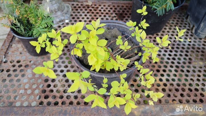 Фундук, керрия, спирея, лилейник,Сусак для водоёма