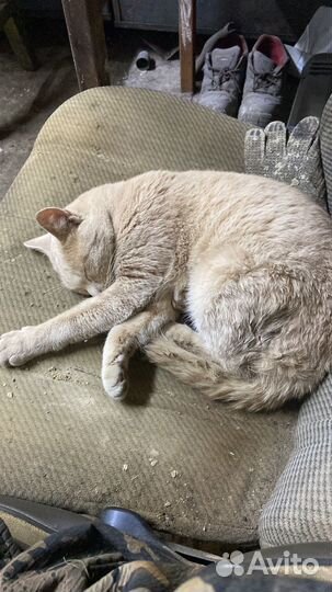 Кот в добрые руки