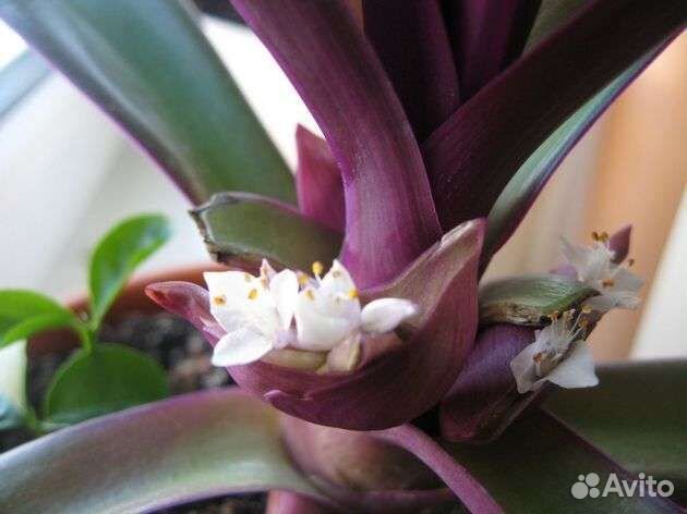 Много растений