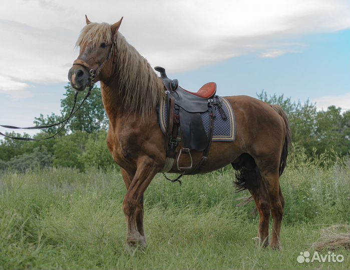 Седло и уздечка