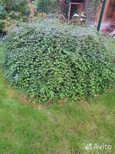 Стефанандра