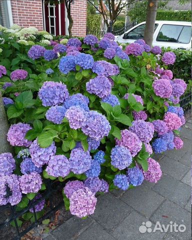 Импортная гортензия крупнолистная купить в Челябинске | Товары для дома ...
