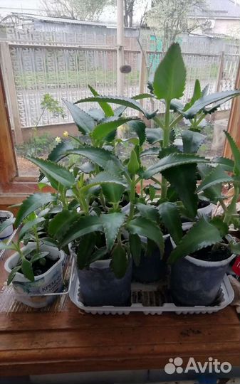 Каланхоэ лечебный, комнатный