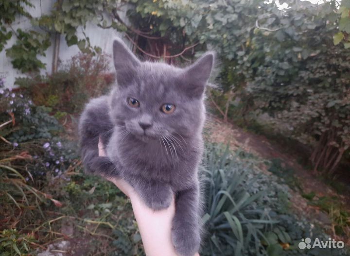 Котёнок мальчик