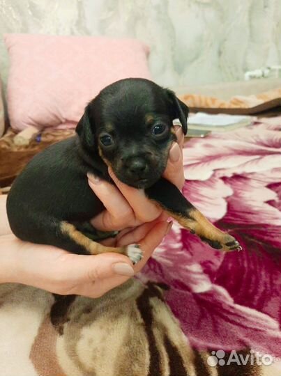 Милые крошки