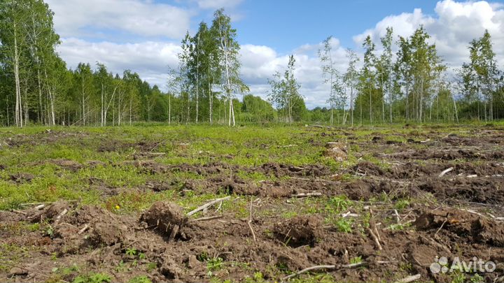 Дрова(Осина)