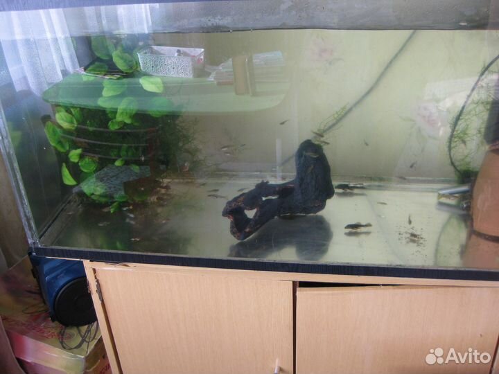 Аквариумы и рыбки