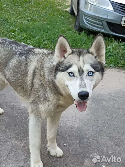 Сибирский хаски