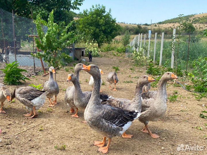 Гуси крупно серые домашние