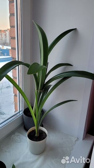 Гиппеаструм