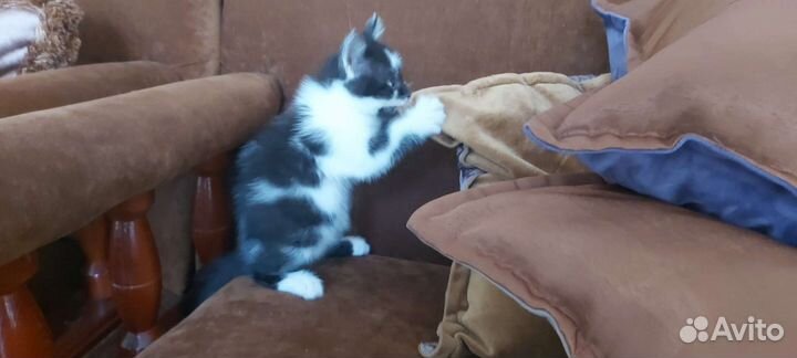 Британский котик
