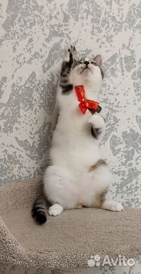 Прекрасный котенок Борис