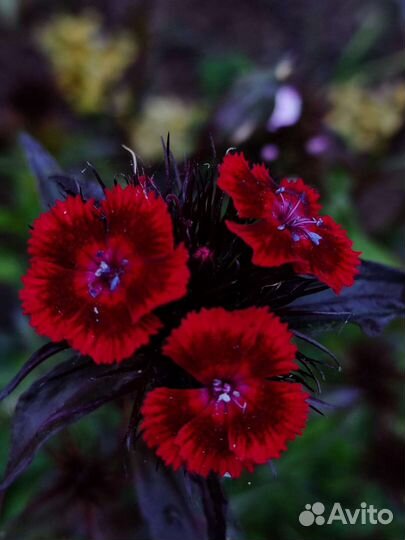 Турецкая гвоздика