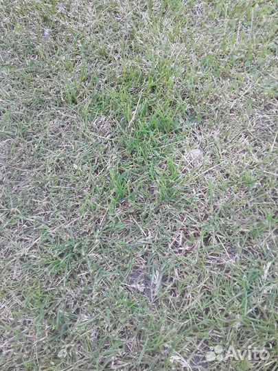 Покос травы триммером