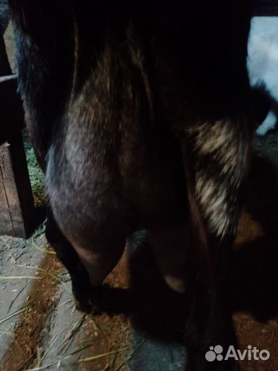 Козы дойные