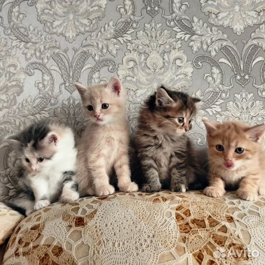 Котята в добрые руки