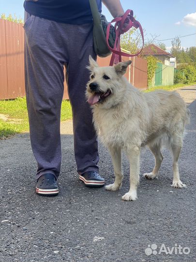 Собака в добрые руки отдам бесплатно