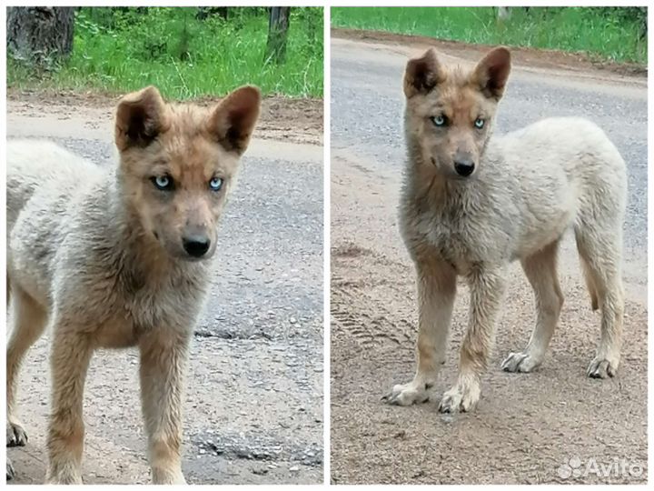 Помогите спасти щенка