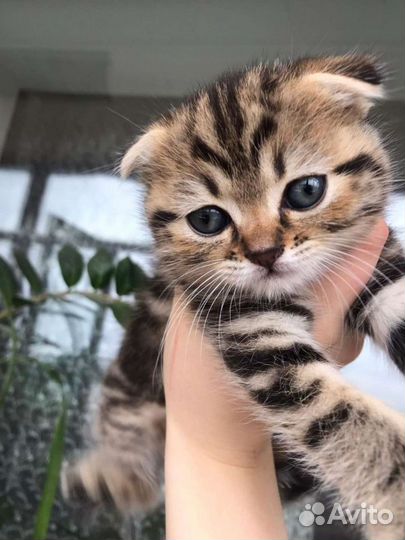 Шотландский кот вязка