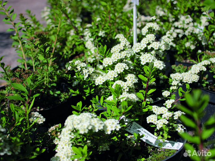 Спирея ниппонская 