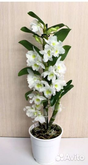 Орхидея дендробиум благородный