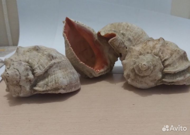 Морские ракушки для интерьера, аквариума