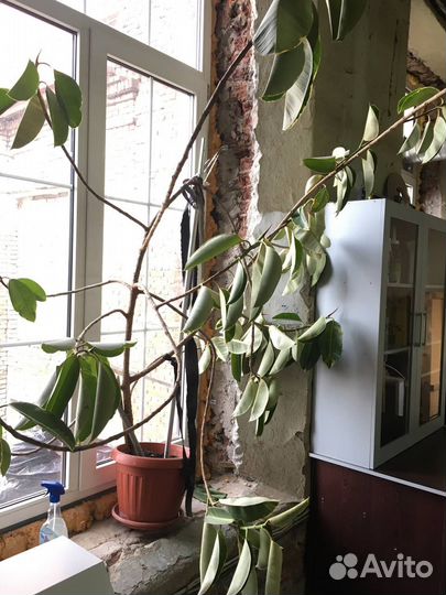 Фикус, огромное дерево 2м, возраст 15 лет