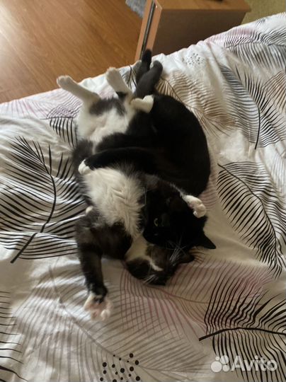 Кошка и котик