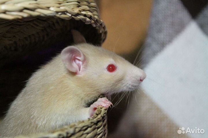 Консультации по содержанию и здоровью крыс
