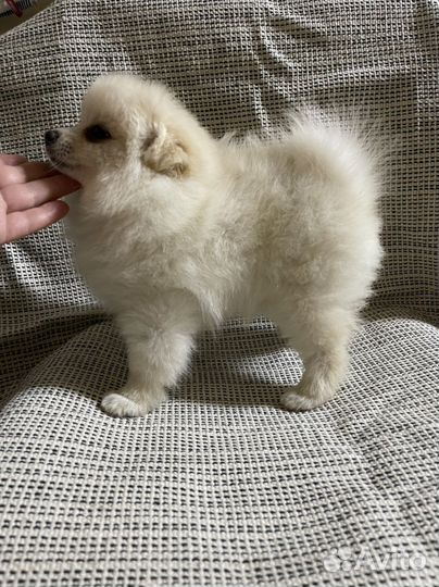 Померанский шпиц